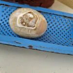 Detalje af beige pynteæg med markante cremefarvede og brune ringmønstre